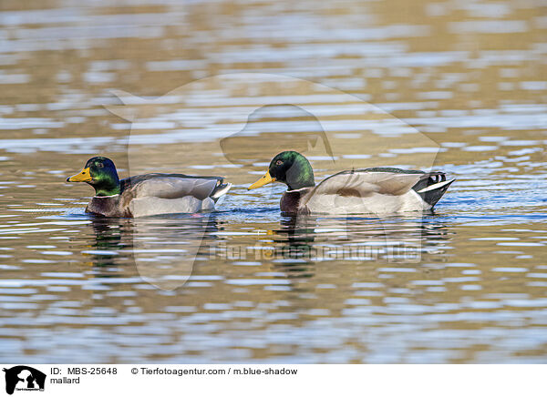 mallard / MBS-25648