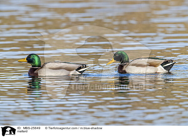 mallard / MBS-25649