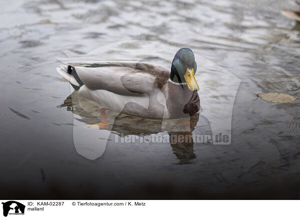 Stockente / mallard / KAM-02287