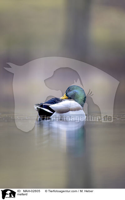 mallard / MAH-02605