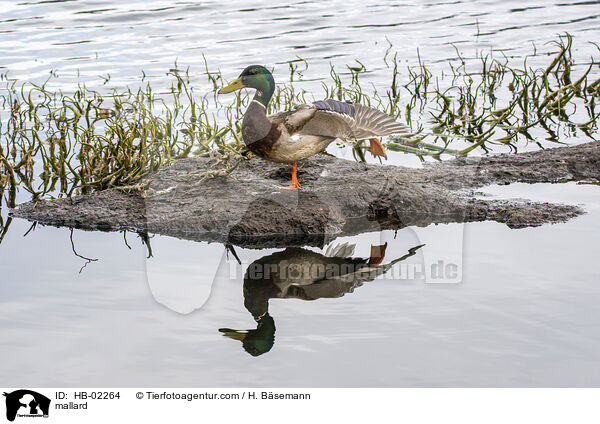 Stockente / mallard / HB-02264