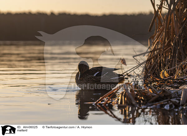 mallard / AH-06025
