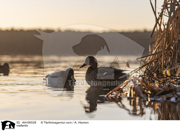 mallards / AH-06028