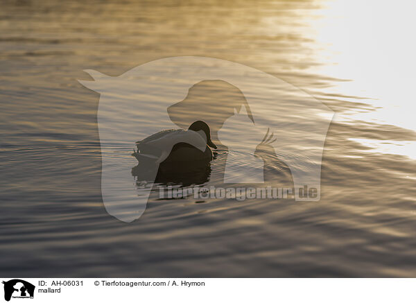 mallard / AH-06031