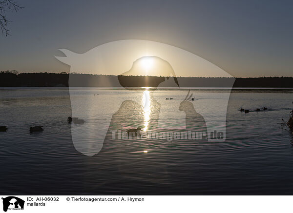 Stockenten / mallards / AH-06032