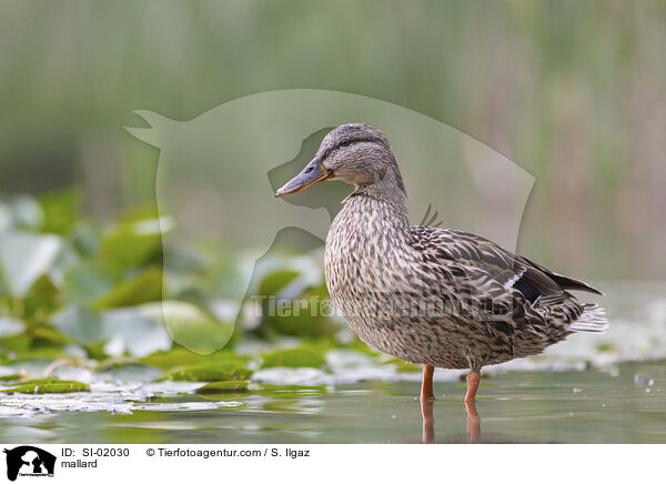 mallard / SI-02030