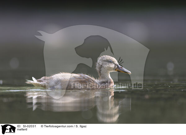 mallard / SI-02031