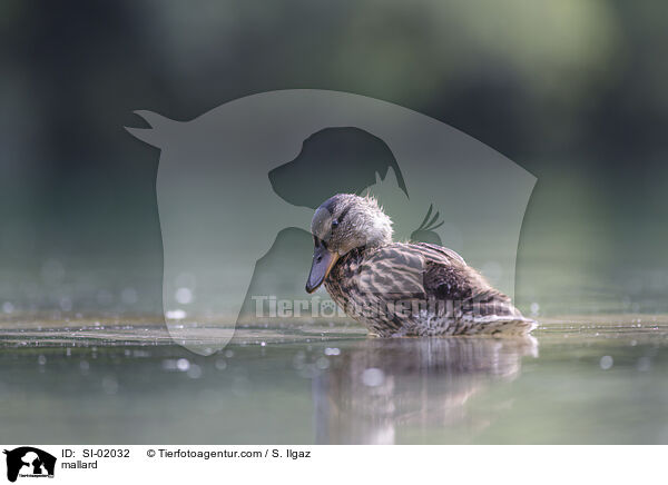 mallard / SI-02032