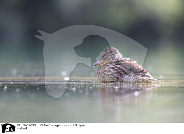 mallard / SI-02033