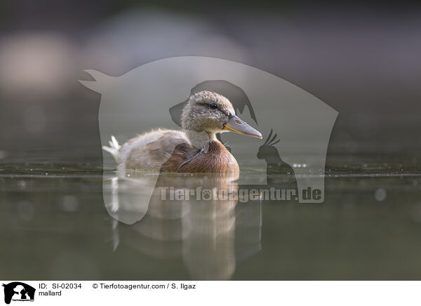 mallard / SI-02034