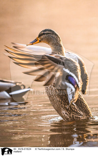 Stockente / mallard / SVS-01624