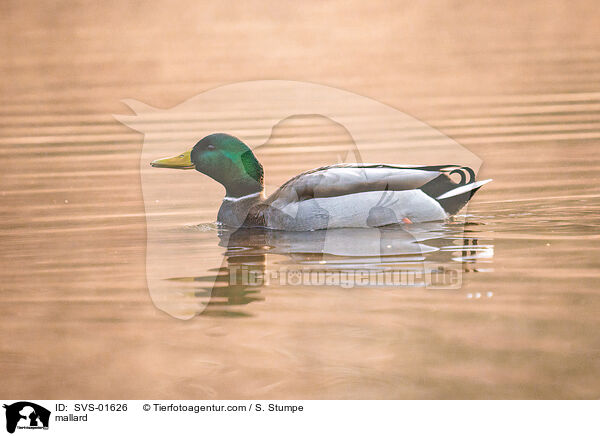 mallard / SVS-01626