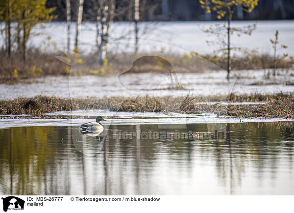 mallard / MBS-26777