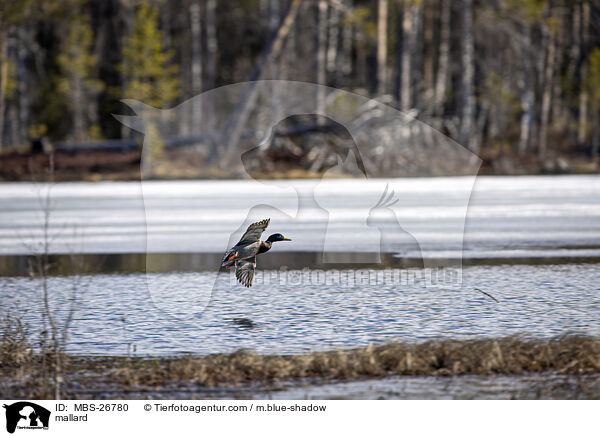 mallard / MBS-26780
