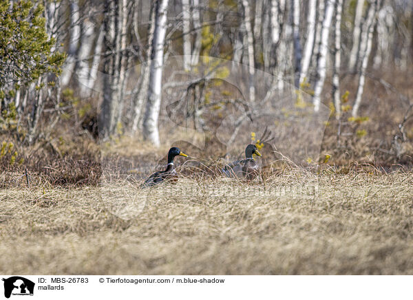 mallards / MBS-26783