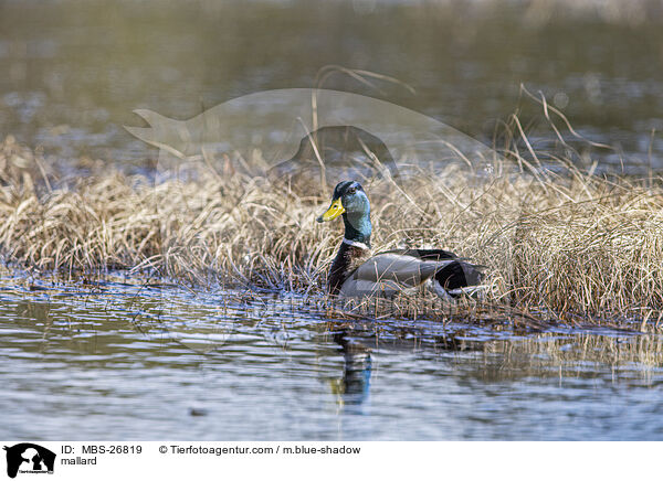 mallard / MBS-26819
