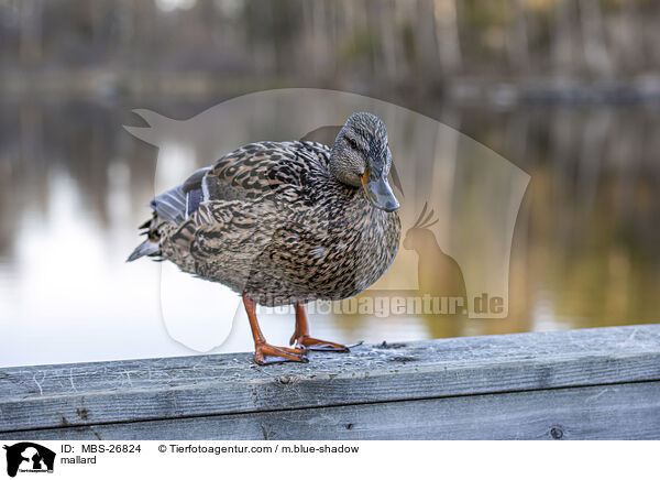 Stockente / mallard / MBS-26824