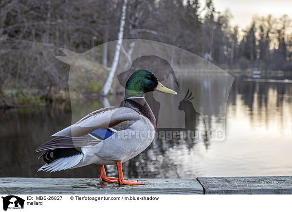 mallard / MBS-26827