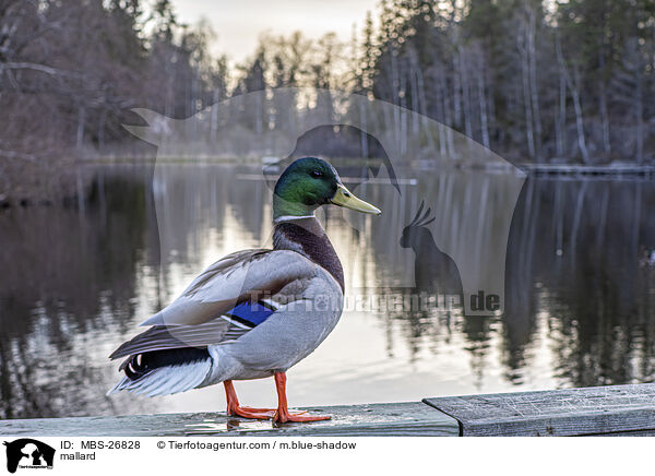 mallard / MBS-26828