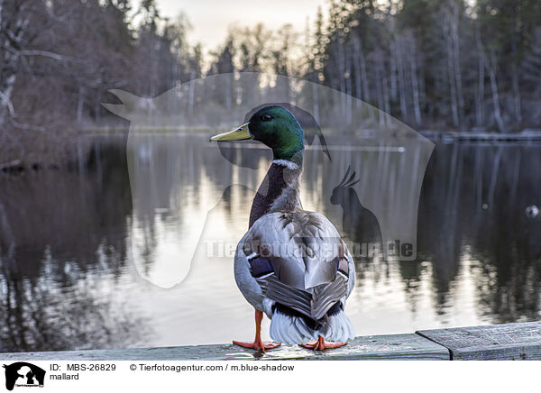 mallard / MBS-26829