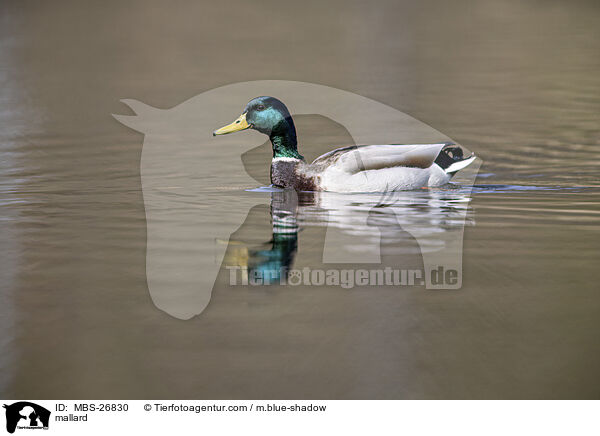 mallard / MBS-26830