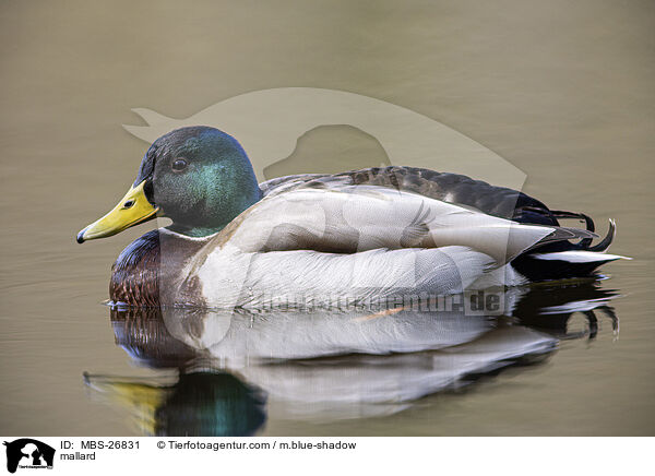 mallard / MBS-26831
