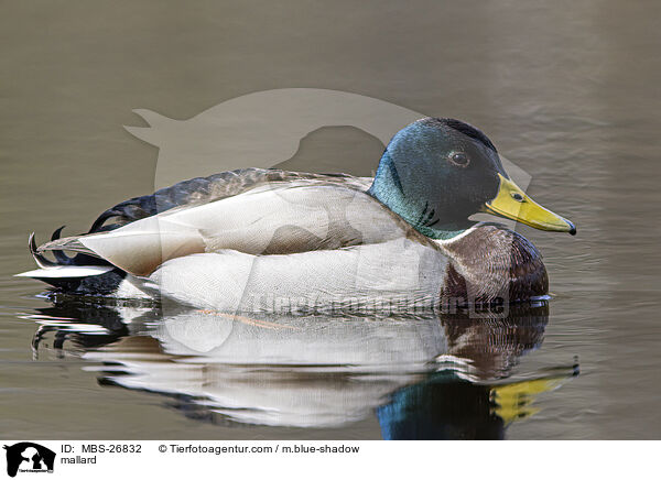 mallard / MBS-26832
