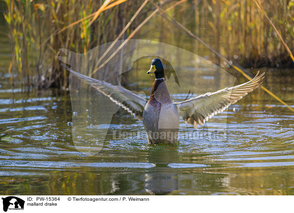 mallard drake / PW-15364