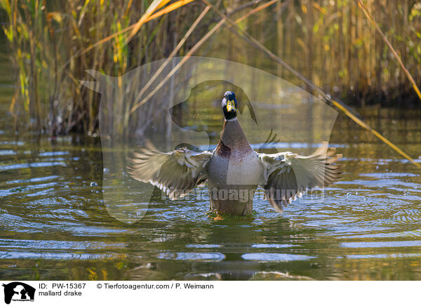Stockentenerpel / mallard drake / PW-15367