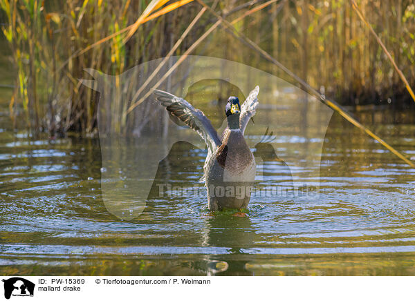mallard drake / PW-15369