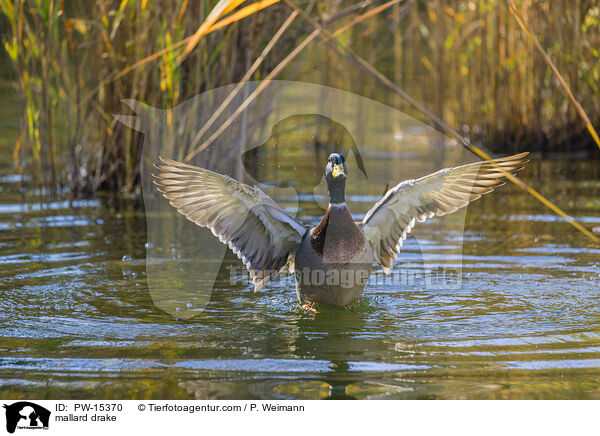 mallard drake / PW-15370