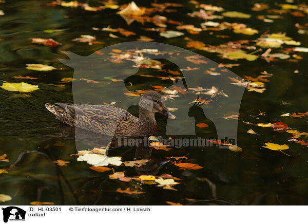 Stockente / mallard / HL-03501