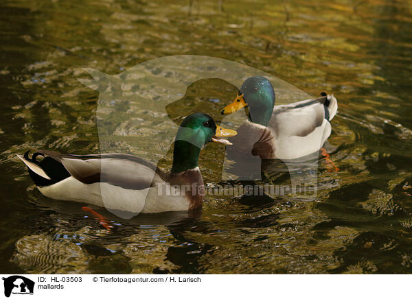 Stockenten / mallards / HL-03503