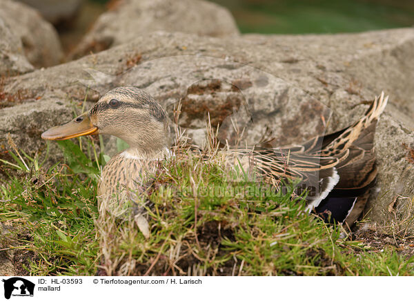 Stockente / mallard / HL-03593