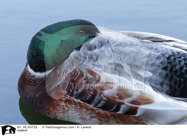 mallard / HL-03732