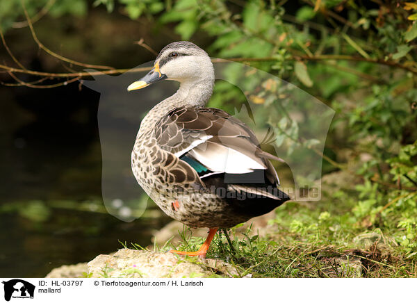 mallard / HL-03797