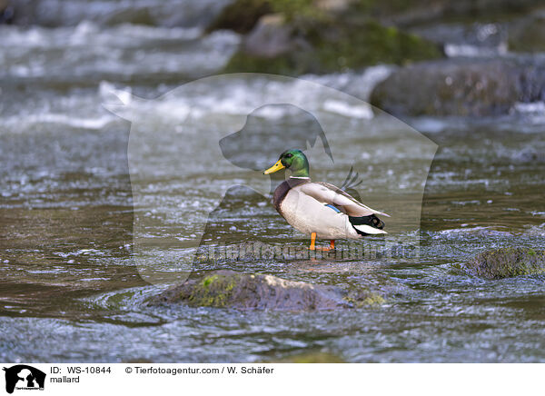 mallard / WS-10844
