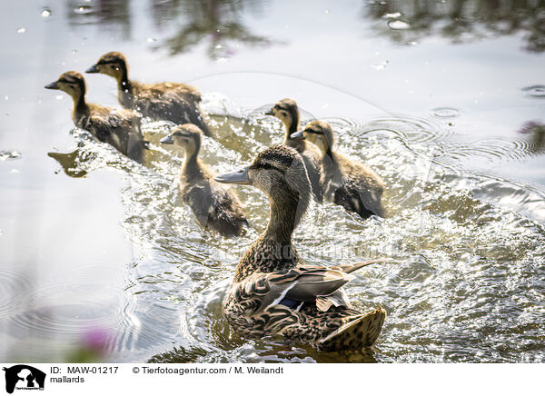 mallards / MAW-01217