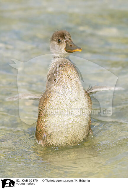 junge Stockente / young mallard / KAB-02370