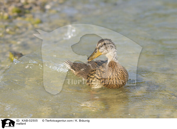 mallard / KAB-02505