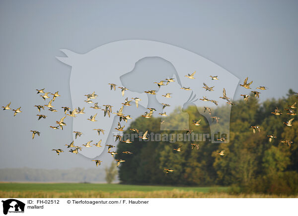 Stockente / mallard / FH-02512
