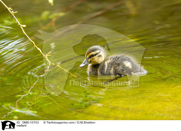 Stockente / mallard / DMS-10703