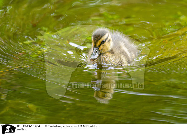 Stockente / mallard / DMS-10704
