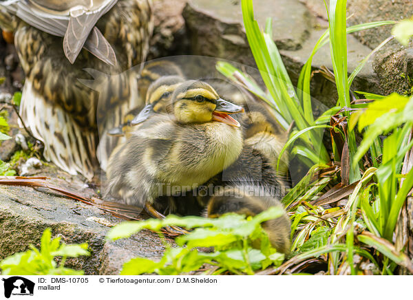 Stockente / mallard / DMS-10705