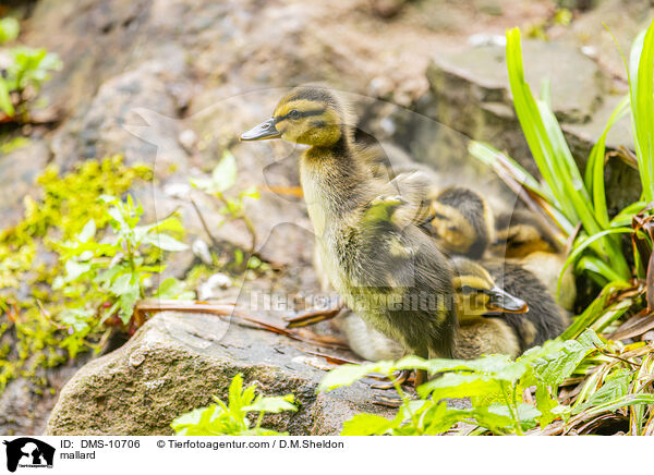 Stockente / mallard / DMS-10706
