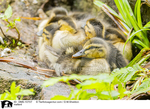 Stockente / mallard / DMS-10707