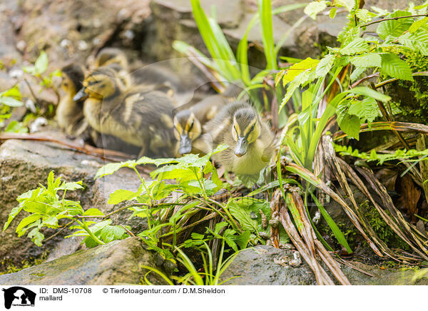 Stockente / mallard / DMS-10708