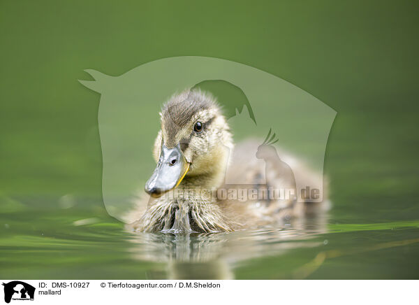 mallard / DMS-10927