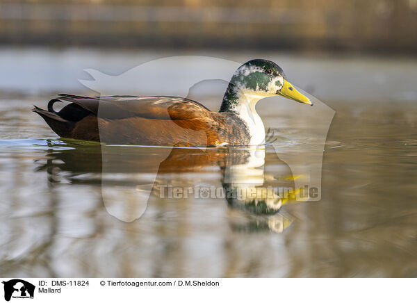 Stockente / Mallard / DMS-11824