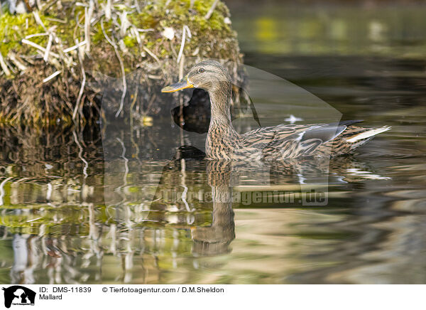 Stockente / Mallard / DMS-11839